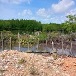 Pelaku Penebangan Hutan Mangrove Di Kijang Seperti Kebal Hukum