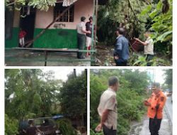 BPBD labuhan batu Tanggap Cepat Tanggulangin pohon tumbang