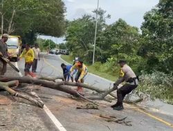 Cekatan, Bhabinkamtibmas Desa Busung Polsek Bintan Utara, Potong Pohon Tumbang Yang Menghalangi Arus Lalulintas Jalan Raya